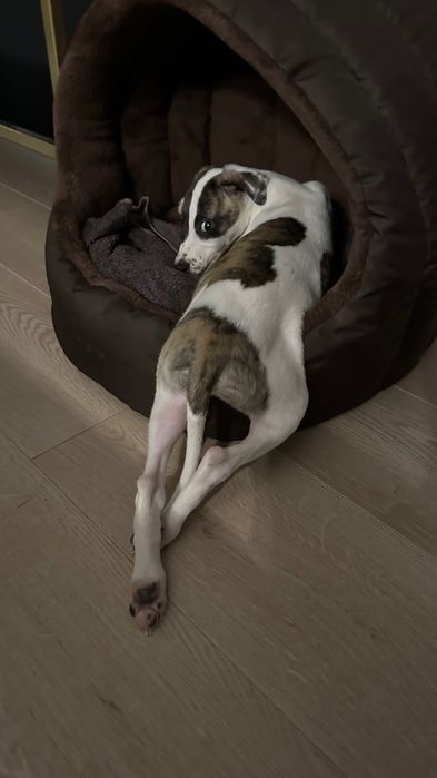 Chart Angielski Whippet