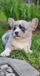 Luna & Lisette**Welsh Corgi Cardigan **Sunia Merle**Do Rezerwacji