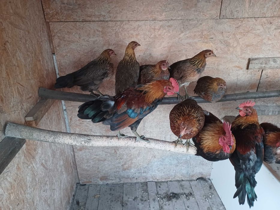 Jaja lęgowe Karzełek polski