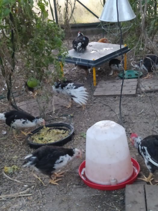 NOWOSC! Jaja  Leghorn Exchequer