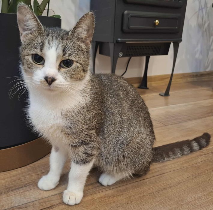 Kotka Lili szuka domu