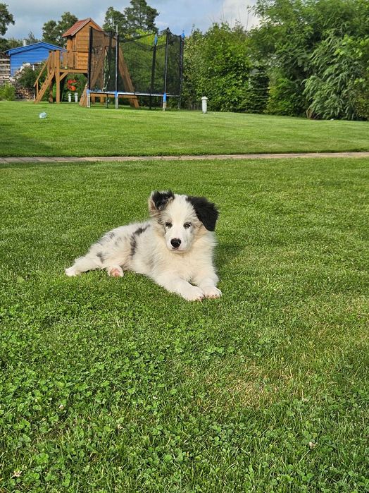 Border Collie ZKwP FCI