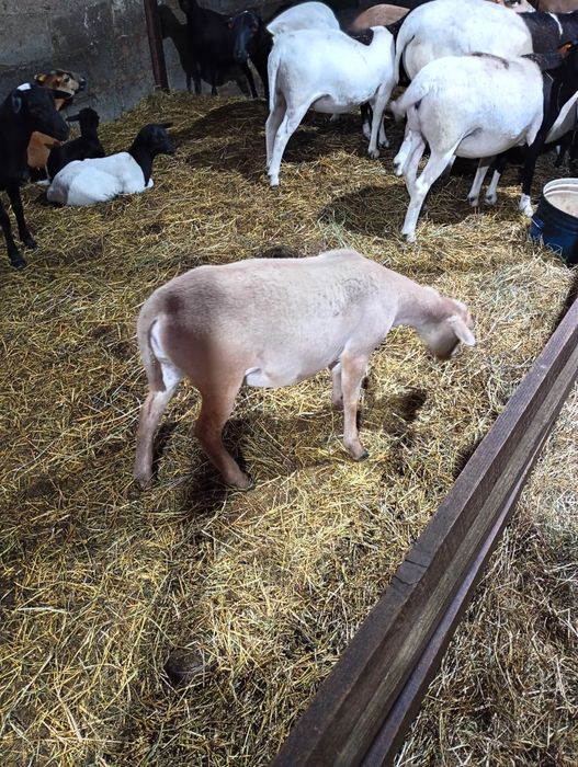 Owieczki i baranki 50% dorper