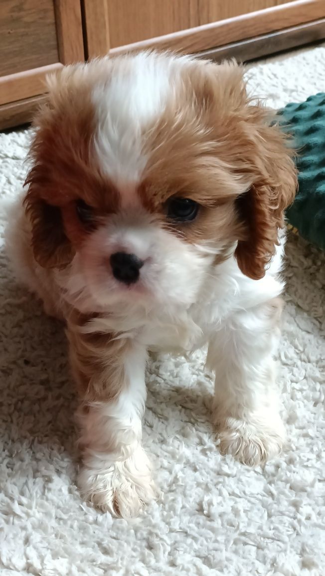 Cavalier King Charles spaniel pies