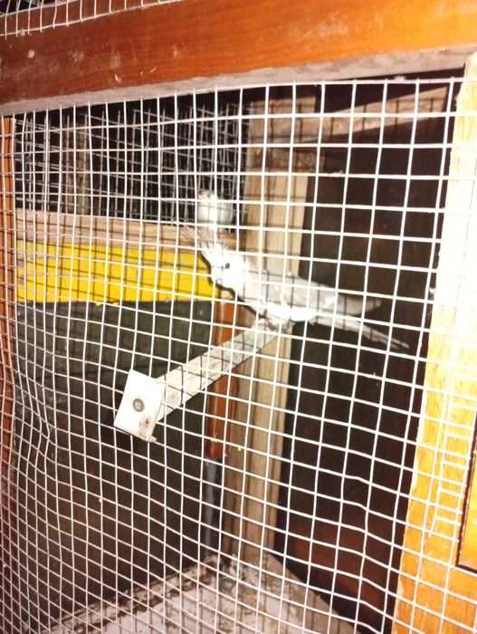 Caturra macho anilhada