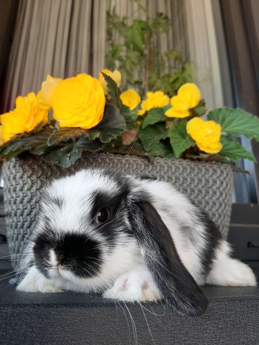 Krolik baranek miniaturka karzełek mni lop