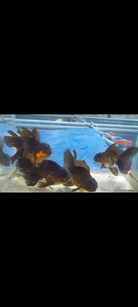 Oranda Black Apaho sklep zooPirania Olsztyn