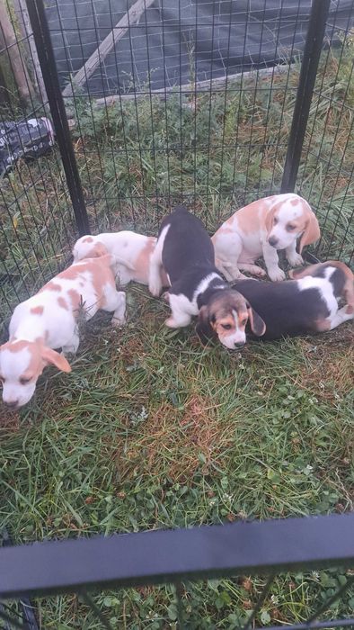 Piesek rasy Beagle tricolor