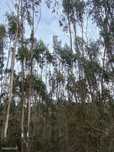 Terreno com 1116m2 para venda, Santa Catarina, Caldas da Rainha
