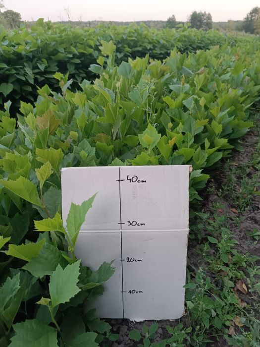 PLATAN KLONOLISTNY Platanus acerifolia 30-50