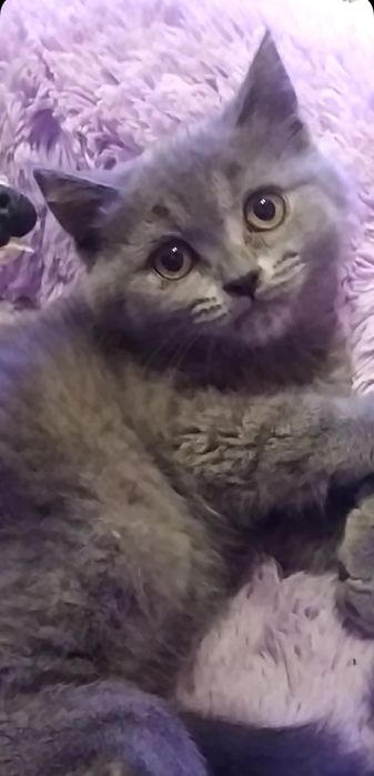 Шотландская кошечка прямоушка