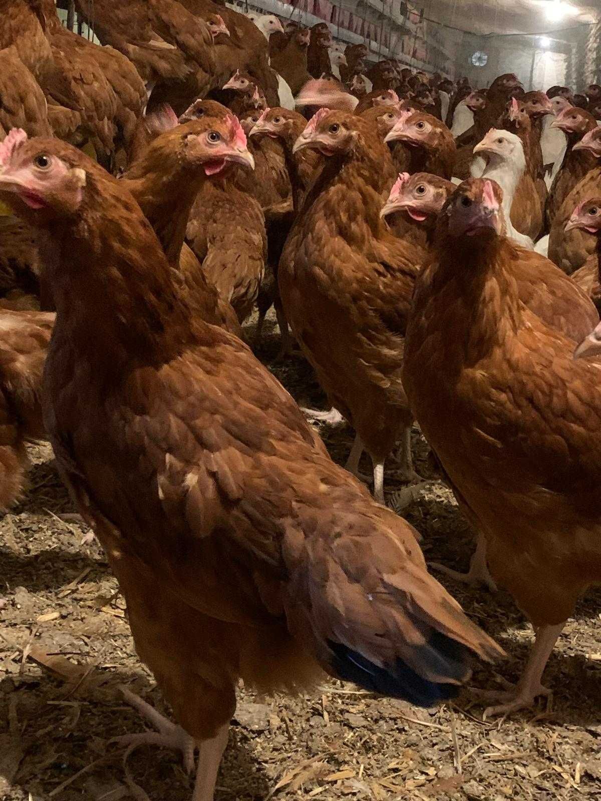Kury NIOSKI sussex sendy leghorn messa rossa i inne ! ZAPRASZAM !!