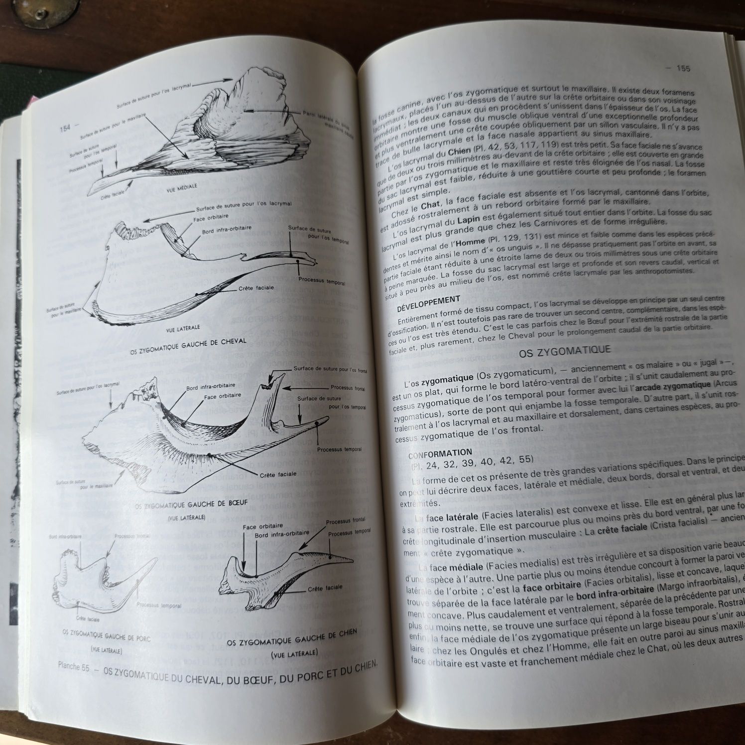 Livro Anatomia Veterinária Osteologia - Robert Barone