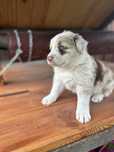 Piesek broder collie red merle