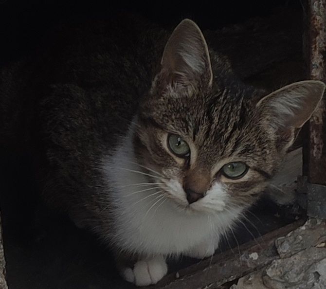 Znalezione kocurki szukają domku!