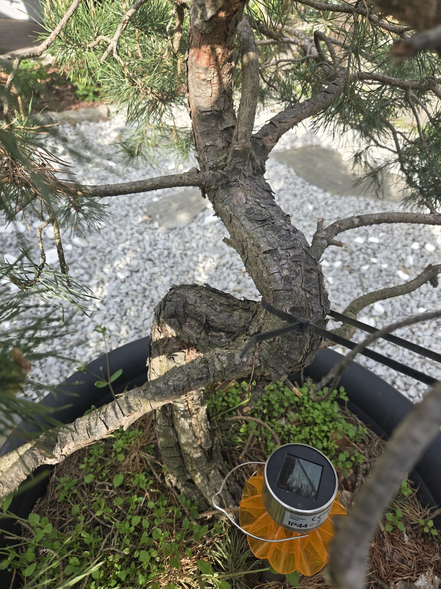 Drzewko bonsai yamadori 30 lat