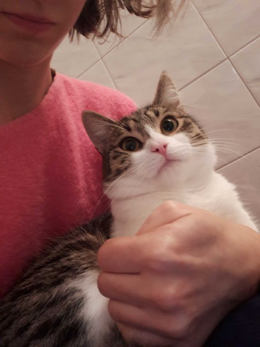 Adopcja podwójna dawka kociej miłości