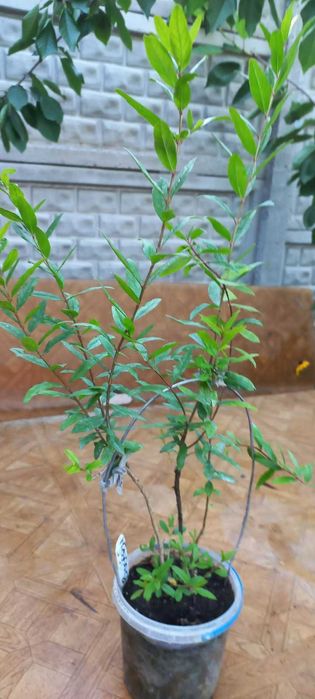 Растение Садовый гранат