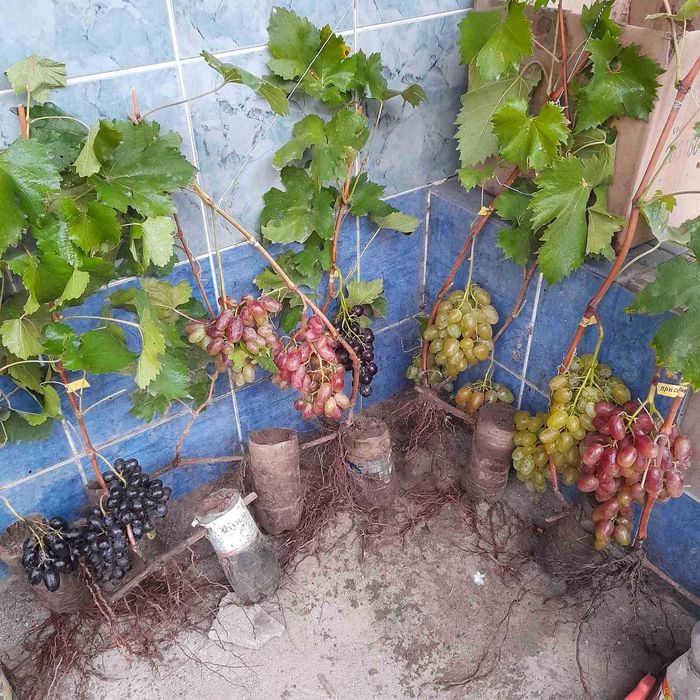 Саженцы винограда с Гроной  140 грн