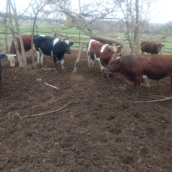 Продам биків живою вагою