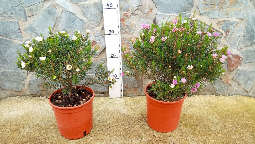 Hortênsias e flor de cera