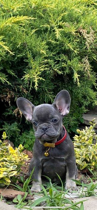 Девочка французкий бульдок