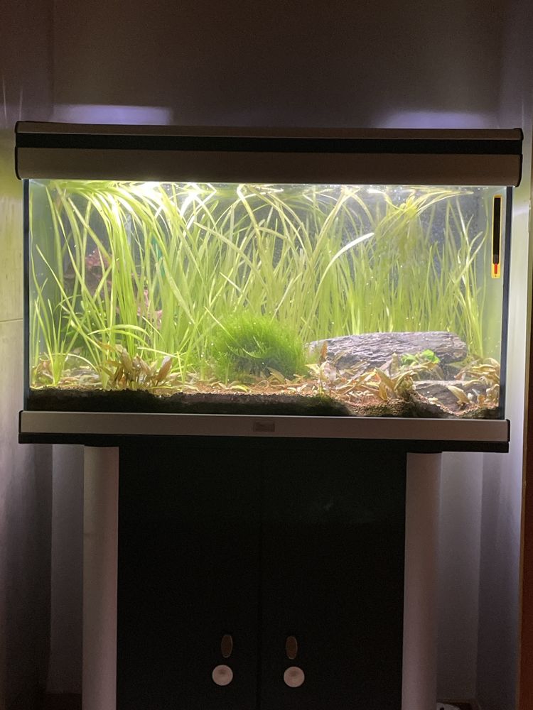 Vendo vallisneria gigantea