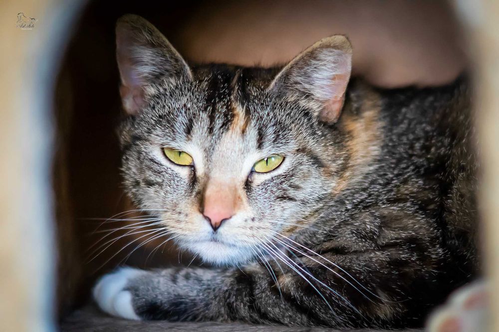 Młoda kotka Nastka do adopcji