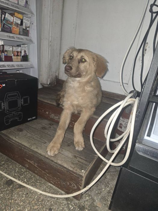 Цуценя шукає дім