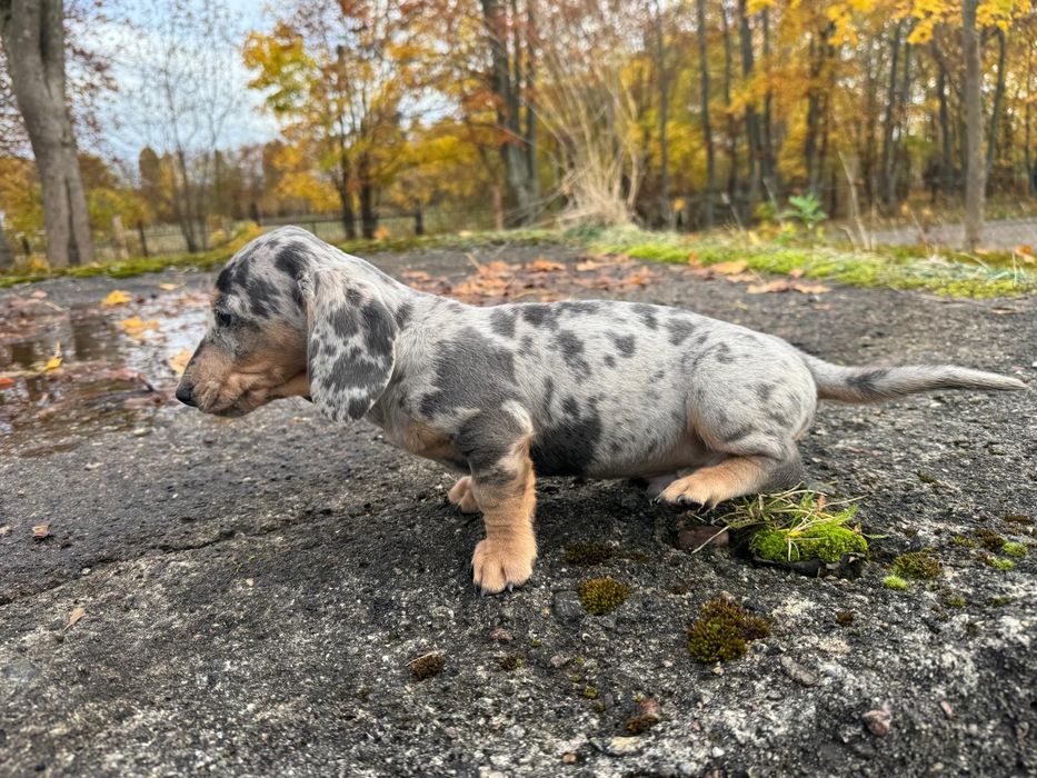 jamnik miniaturowy piesek merlle