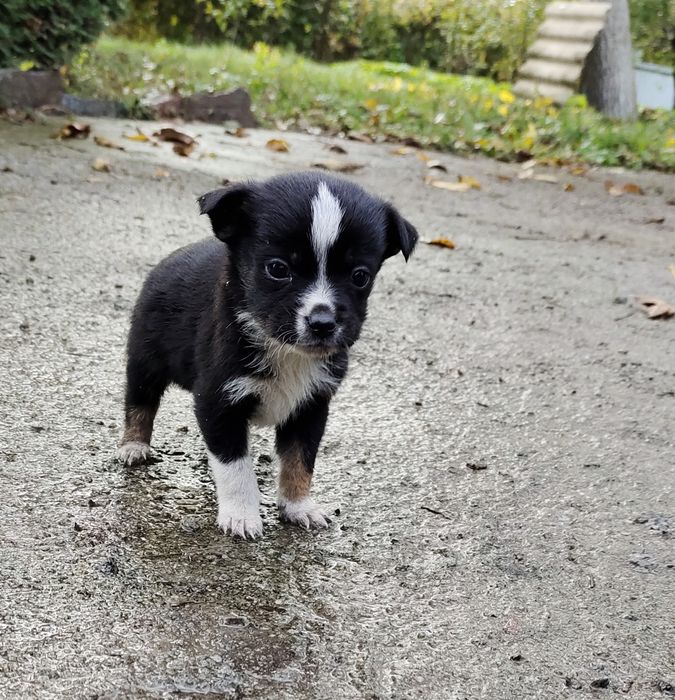 Терміново! Собачки собаченята песики в добрі руки Козятин Глухівці