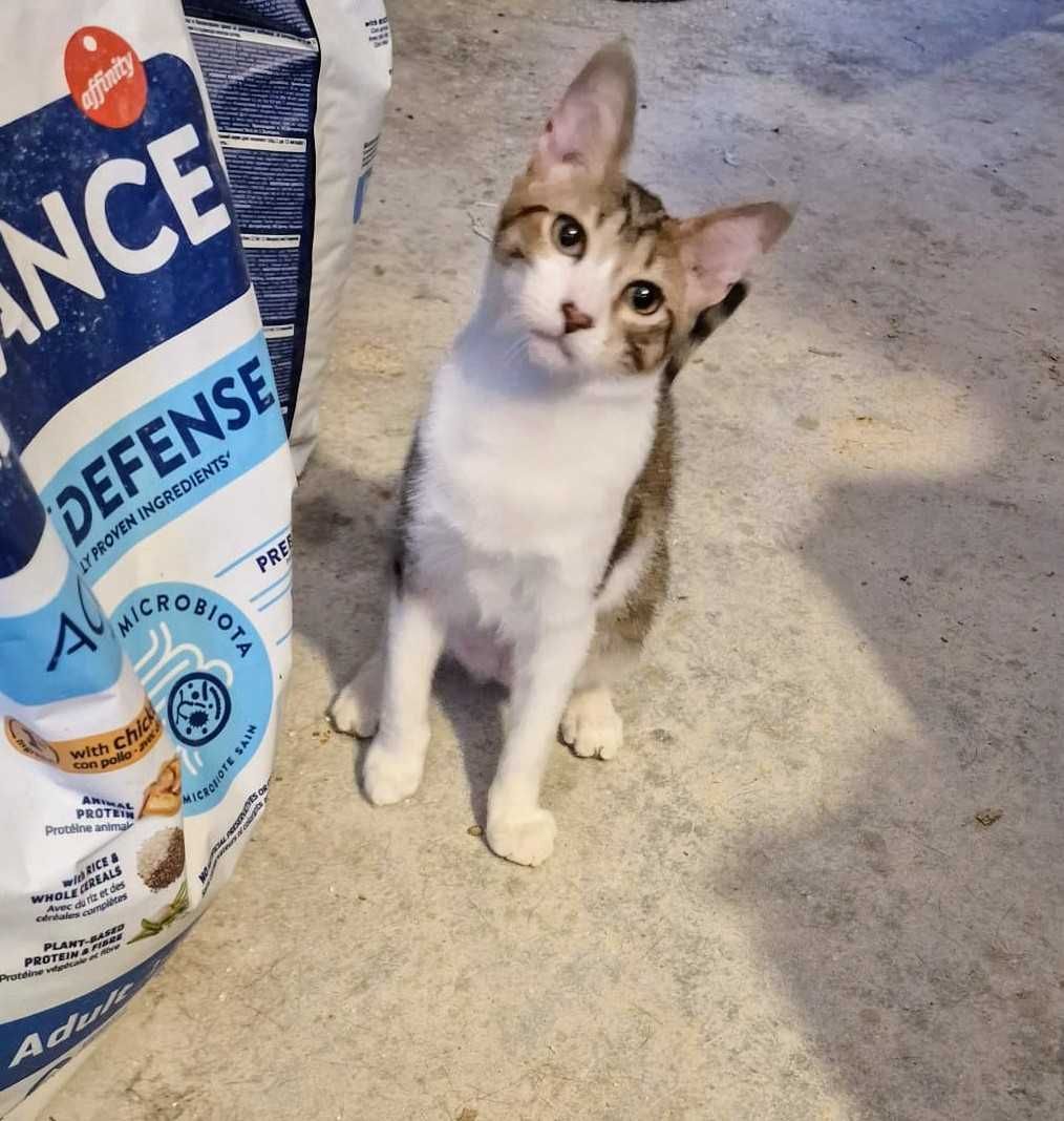 Gatinho 5 meses  para adoção consciente
