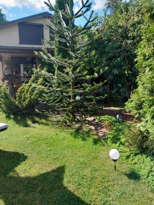 Działka ROD przy Bandurskiego