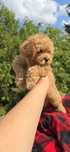 Cavapoo/ mały chłopczyk
