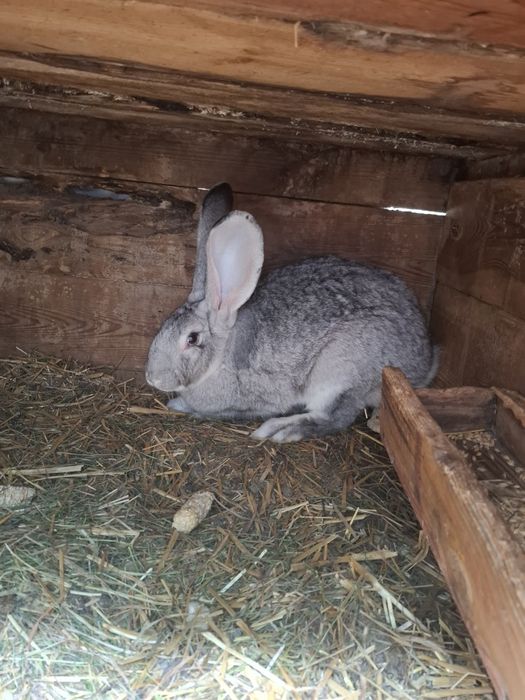 Samice gotowe do zakotu