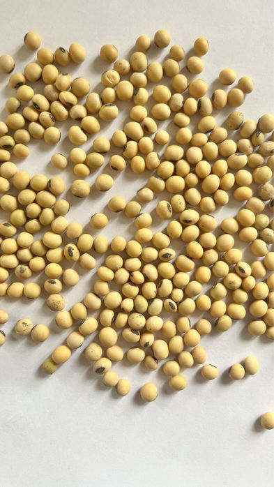 Насіння сої "Хайстар" ГМО. Соя під Раундап. Урожай-2023  (продам)