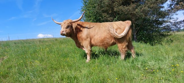 Byk szkocki Highland Cattle reproduktor możliwa zamiana na cielaki