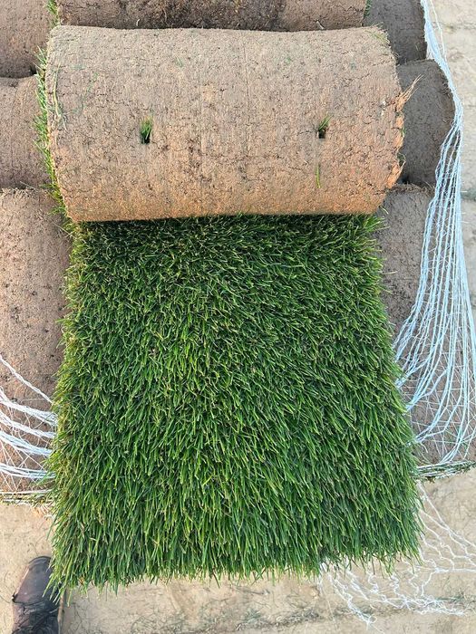 Trawa z rolki, trawnik w rolce - najwyższa jakość - plantacja Lublin