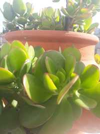 Plantas várias cactus yucca jade