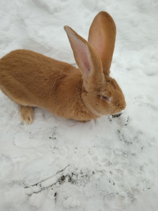 Бельгійський велетень білого і жовтого окрасу