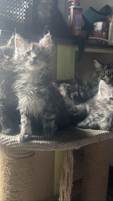 Кошенята мейнкун 1,5 міс