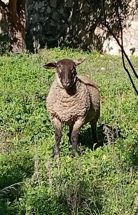 Borrego macho cruzado Suffolk