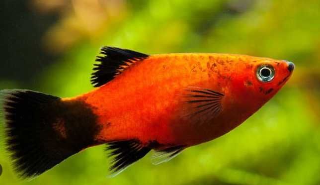 Rybki do akwarium - Platka Platynka Berlińska