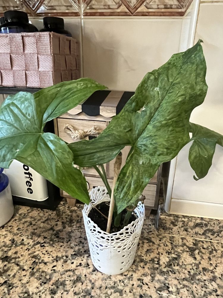 Syngoniuns plantas naturais (raras)