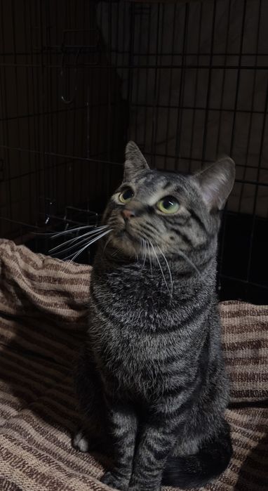 Kociaki do adopcji