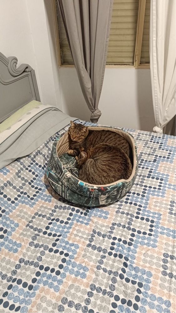 Dois gatos adultos para adoção