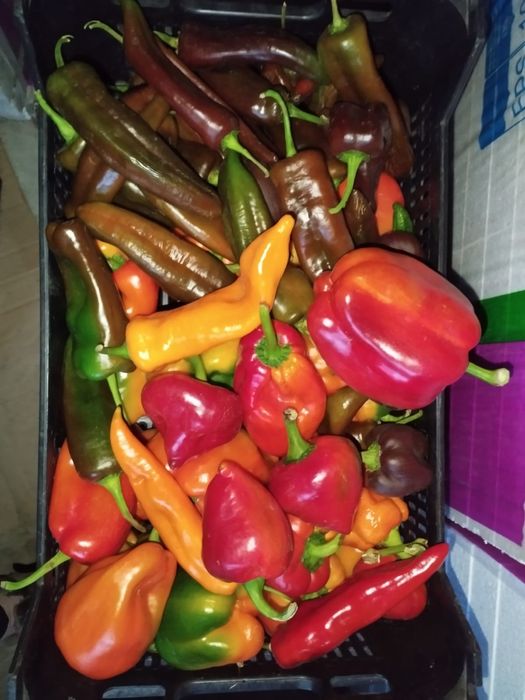 Papryka i Pomidory dla Pani Haliny