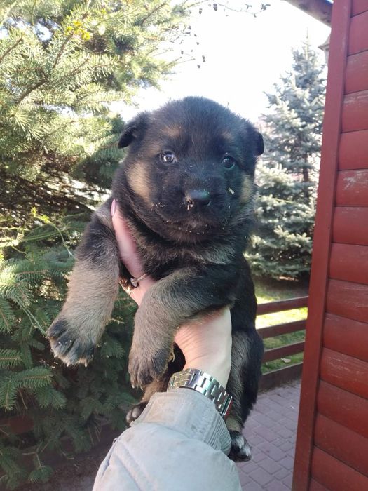 Німецька вівчарка