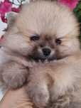 Szpic miniaturowy pomeranian