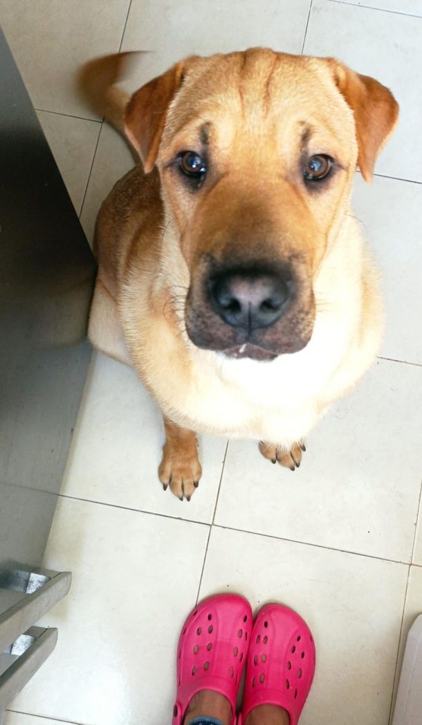 Sharpei x serra da estrela para adoção responsável